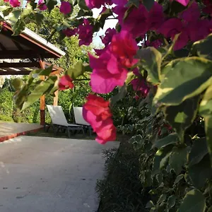 Kalypso - Les Kikko Saint-Francois (Grande-Terre)